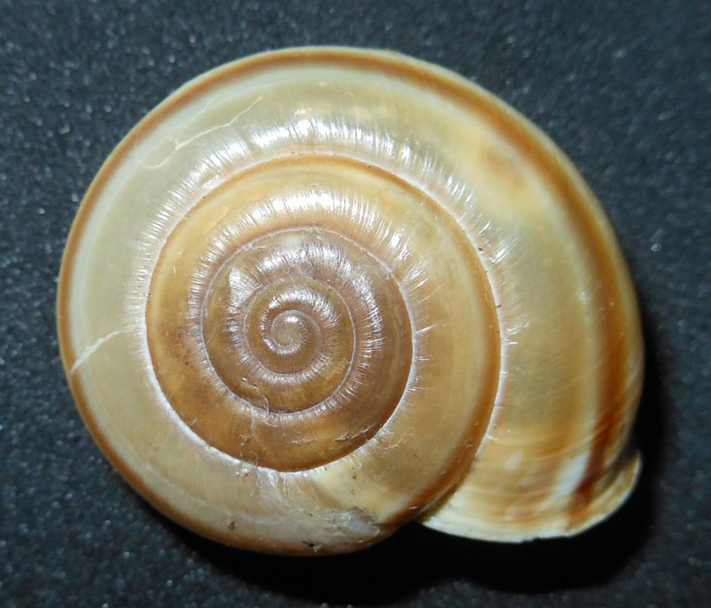 Chilostoma da identificare?